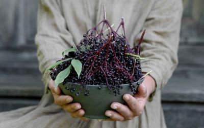 seivamedis. panekelpiu kaimas  36