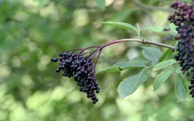 seivamedis. panekelpiu kaimas  37