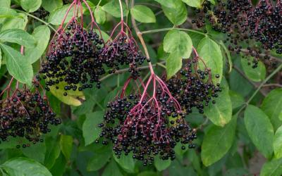 seivamedis   foto edita aleksandraviciene  1  1