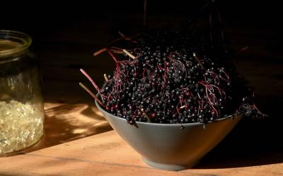 seivamedis. panekelpiu kaimas  26