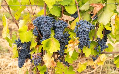 Azerbaidzanas.Vynai1