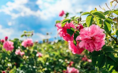 Kazanlak, bulgaria (2)