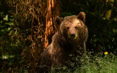 bear, Romania