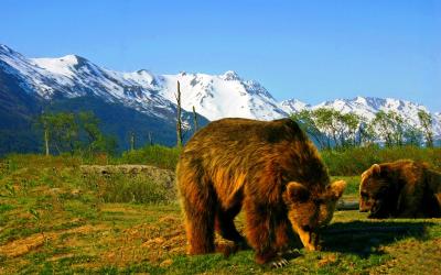 Alaska Wildlife Conservation Centre,