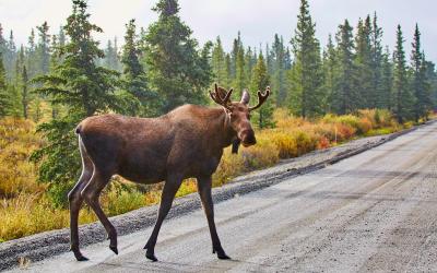 Denali National Park, Alaska (2)