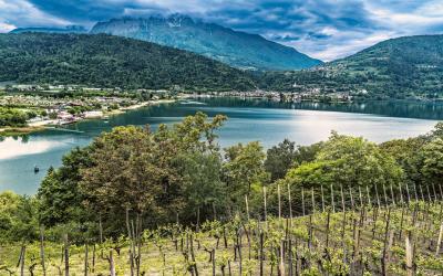 Vinyards around Lake Caldonazzo, Trentino, Italy