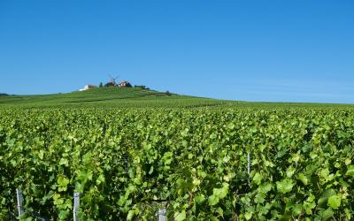 Reims, Verzenay, Champagne