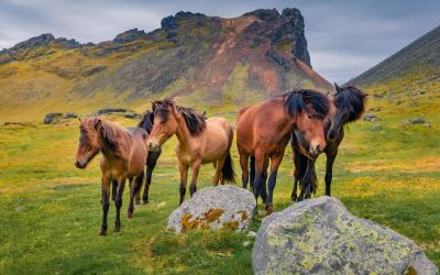 Icelandic horse, Iceland 2