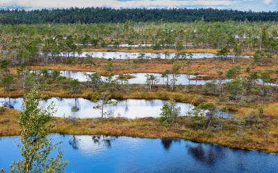 Raised bog with blue lake in Kemeri National park in Latvia