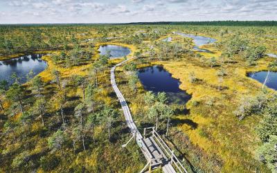 Boardwalk on the raised bog, view from the observation tower. Kemeri National park in Latvia.