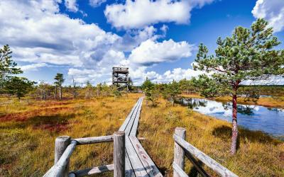 Raised bog, view from the observation tower. Sunny weather with fluffy clouds. Kemeri National park in Latvia.