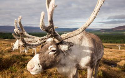 The Cairngorm Reindeer Herd is Britain’s only free ranging herd of reindeer found in the Cairngorm mountains in Scotland.