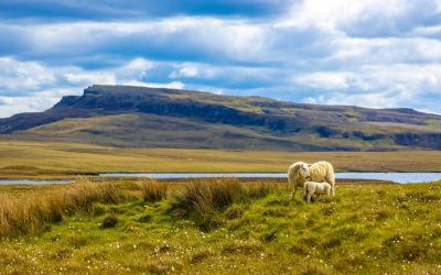 Sheep of Isle of Skye, Scotland