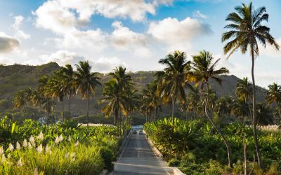Coconut, banana, and sugar canne near Achada Fazenda in Santiago Island in Cape Verde